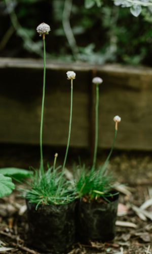 Armeria-maritima-Armeria
