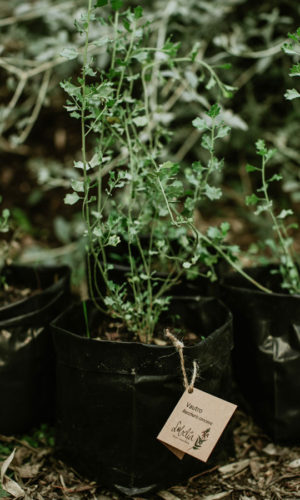 Baccharis-concava-Vautro