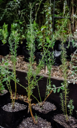 Baccharis-linealis-Romerillo