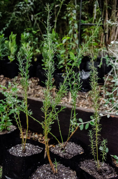 Baccharis-linealis-Romerillo