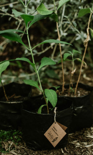 Buddleja-globosa-Matico