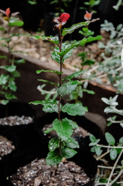 Cryptocaria-alba-Peumo