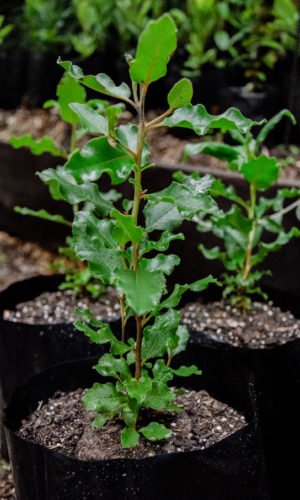 Escallonia-pulverulenta-Corontillo