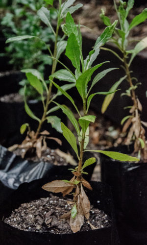 Flourensia-thurifera-Maravilla-del-campo