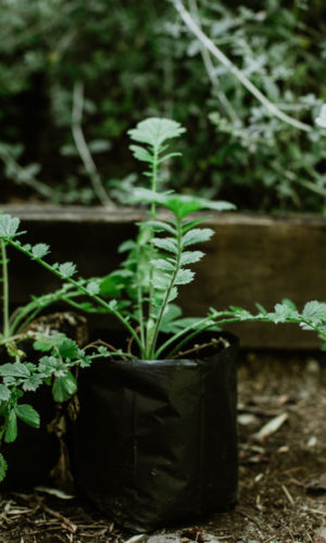 Geum-magellanicum-Llallante