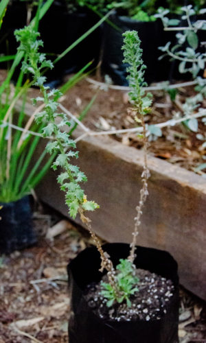 Haplopappus-foliosus-Cacho-de-cabra