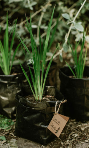 Libertia-chilensis-Calle-calle