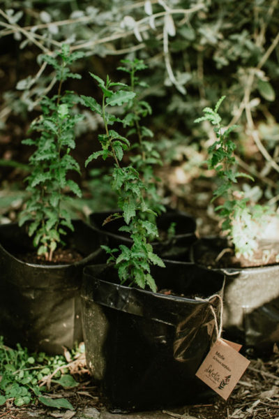 Schinus-latifolius-Molle