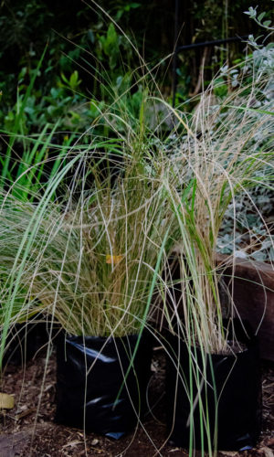 Stipa-caudata-Stipa