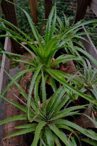 Puya