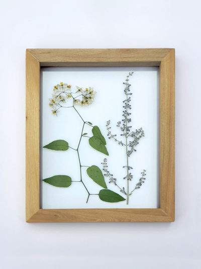 Solanum