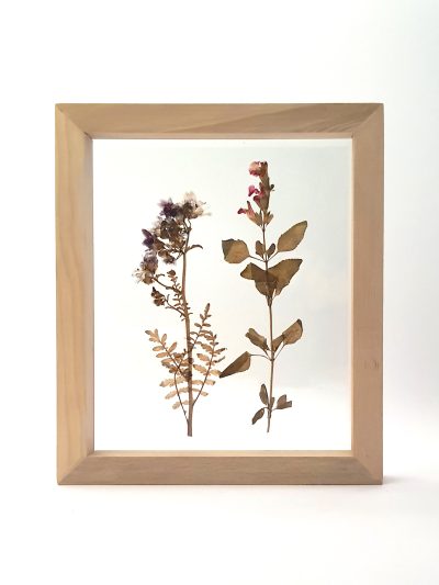 Salvias