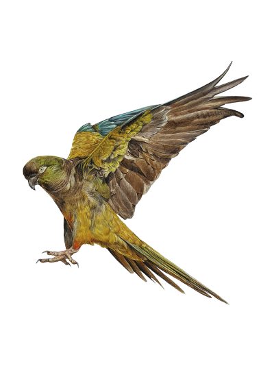 Tricahue